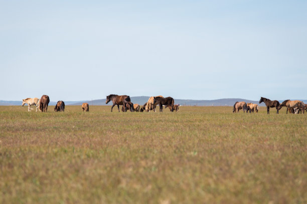 秋草原马图片下载