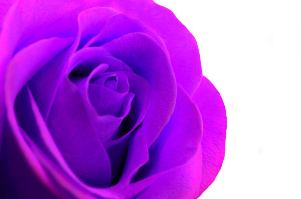 紫色玫瑰特写镜头图片下载