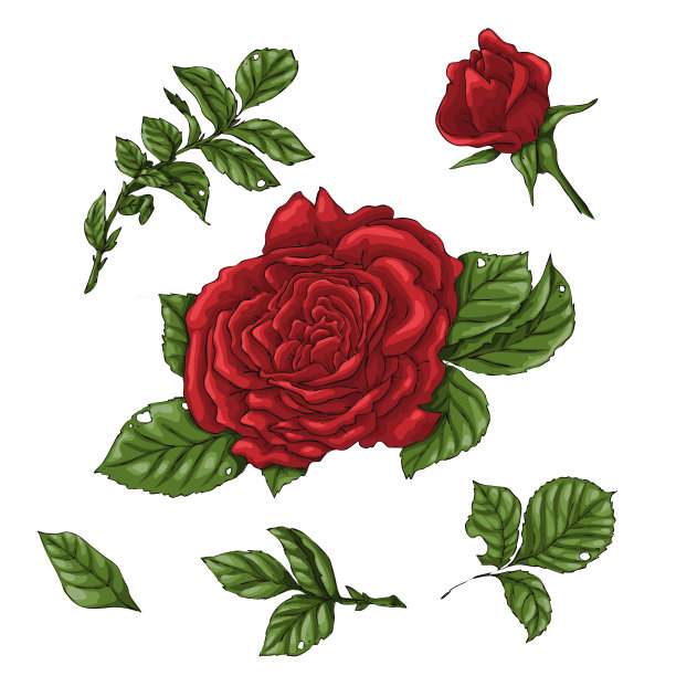 一组红玫瑰花，花蕾和叶子。孤立在白色矢量插图图片下载