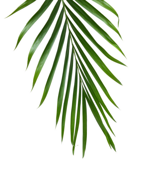 棕叶孤立在白色上图片下载