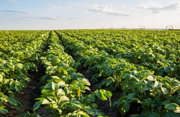 绿油油的田野里马铃薯成行素材图片