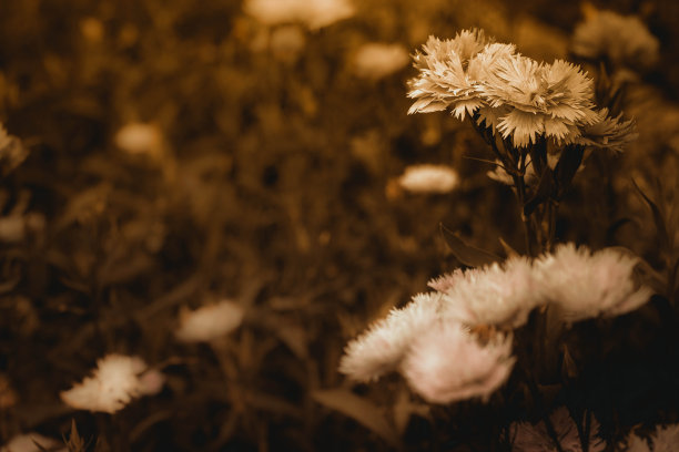 花卉天然棕色边框，干燥的野花卡，抽象的背景，装饰的花朵图案，复古的老风格图片，图片下载