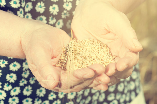 收获时间。一位老妇人的手中正握着一把麦粒，特写。图片下载