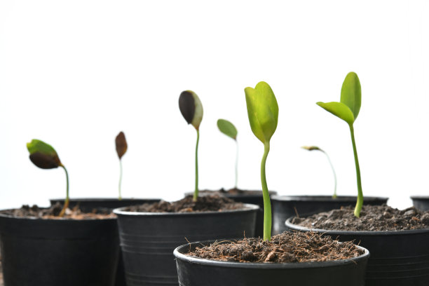 在白色背景上孤立的一组从土壤中生长出来的绿色芽图片下载