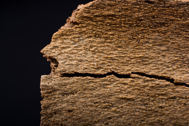 靠近树皮纹理作为背景图片下载