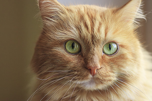 一个成年家庭宠物的脸——一只红色的猫的特写。图片下载