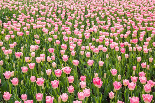 有粉红色郁金香的花坛图片下载