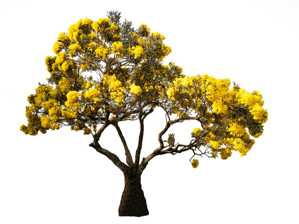 在白色背景上孤立有黄花的树。图片下载