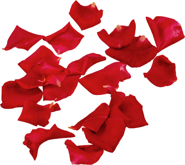 玫瑰。图片下载