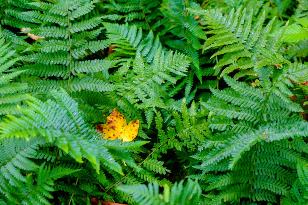 新鲜的绿蕨叶素材图片