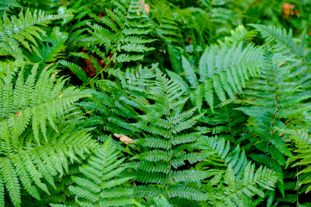 新鲜的绿蕨叶素材图片