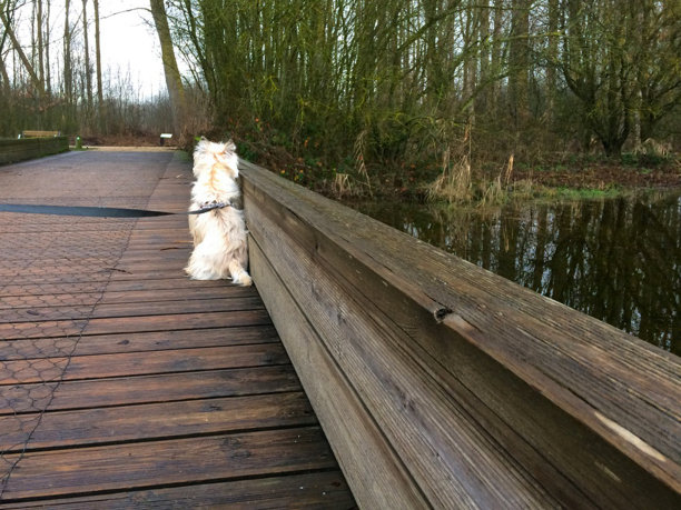 湖上的凯恩梗图片下载