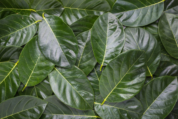 堆树叶。深绿色的菠萝蜜叶子用于纹理和背景图片下载