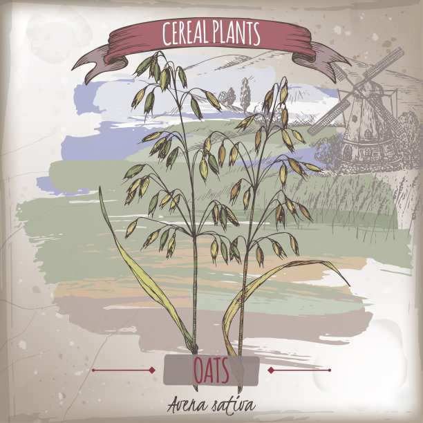 普通燕麦又称燕麦片。谷类植物收集。图片下载