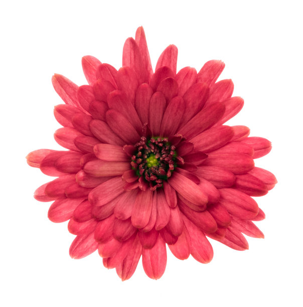 菊花孤立于白色。深的焦点。没有灰尘。图片下载