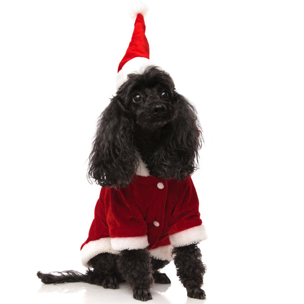 穿着圣诞老人衣服的黑狮子狗抬头看了看图片下载