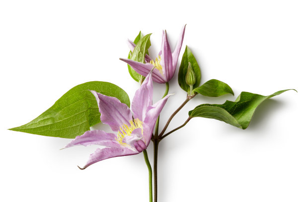 花:铁线莲孤立在白色背景上图片下载