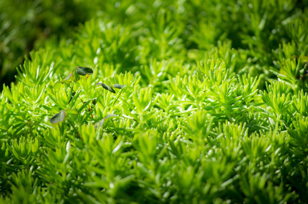 金色苔藓景天的特写图片下载