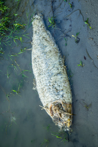 水里的死鱼没有头图片下载