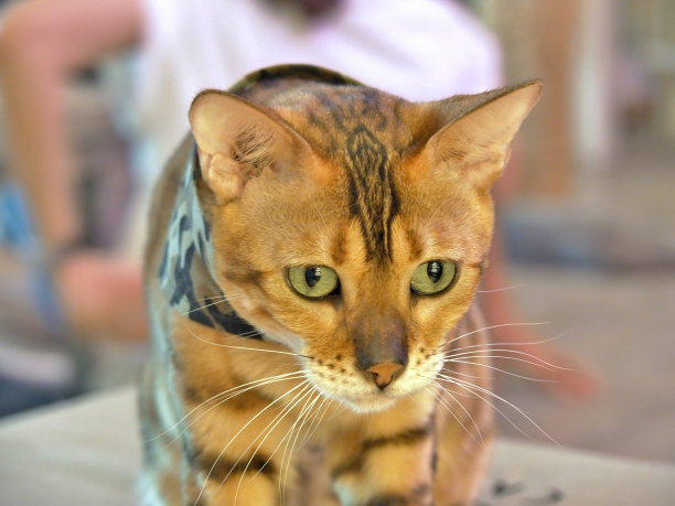 孟加拉猫在伪装围巾图片下载