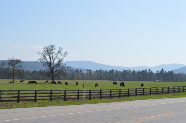 牛在路边素材图片