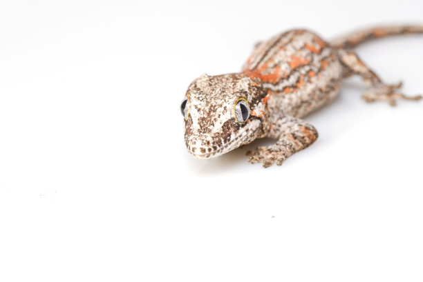 滴水嘴壁虎在白色的背景图片下载