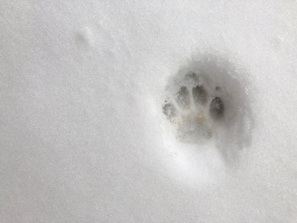 新下的雪里只留下了一个猫爪印。图片下载