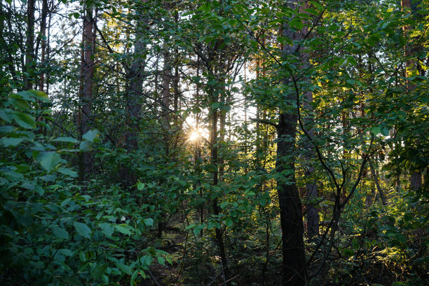 阳光透过树木照射图片下载