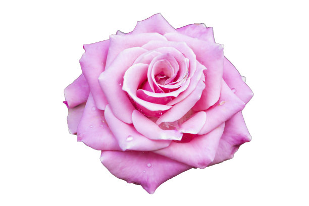 玫瑰情人节爱情孤立在白色背景上图片下载