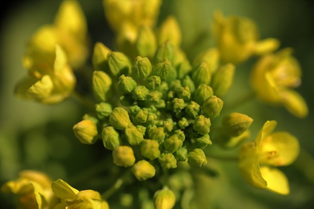 油菜籽花图片下载