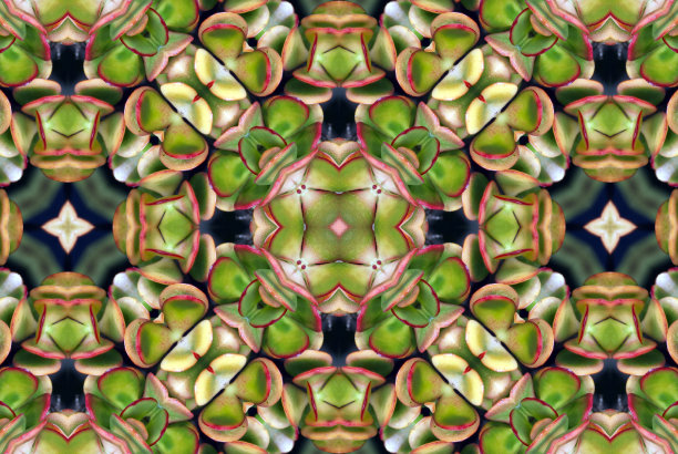 创意自然启发曼荼罗-多肉植物图片下载