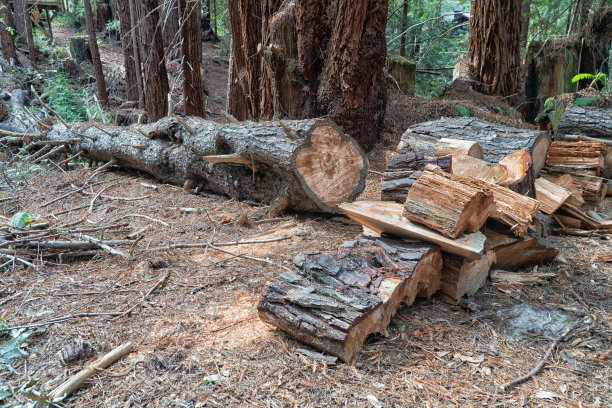 森林中倒下的树图片下载