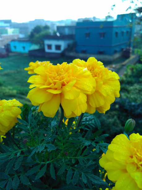 金盏花图片素材ID：313590246