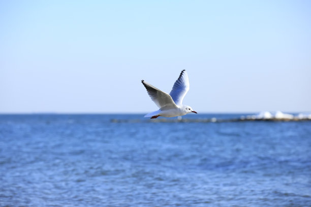 海鸥图片下载