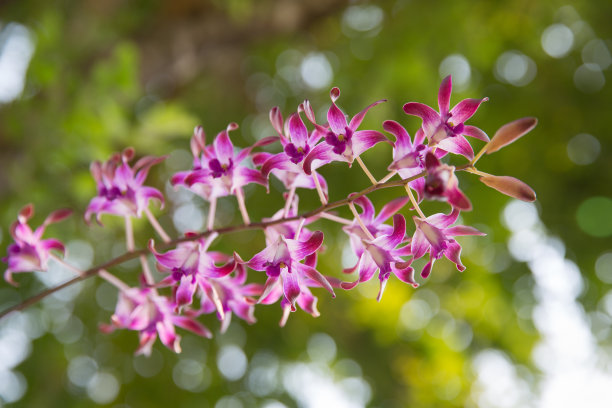 蝴蝶兰花的颜色为浅紫色，底色为天然绿色。图片下载