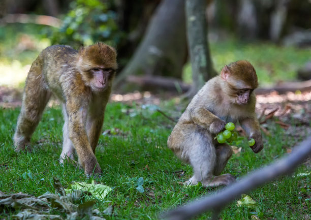 这是一幅夏天在草地上玩耍和吃巴巴里猕猴的照片图片下载