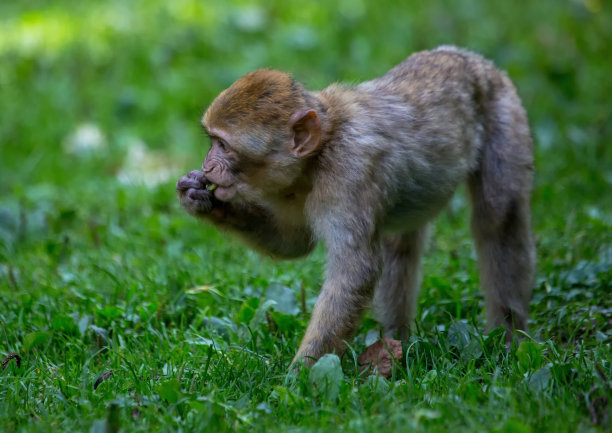 这是一幅夏天在草地上玩耍和吃巴巴里猕猴的照片图片下载