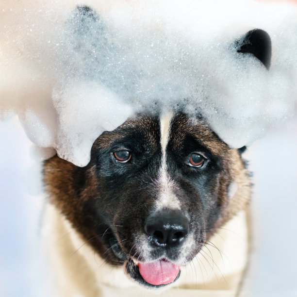 狗的头上有泡沫素材图片