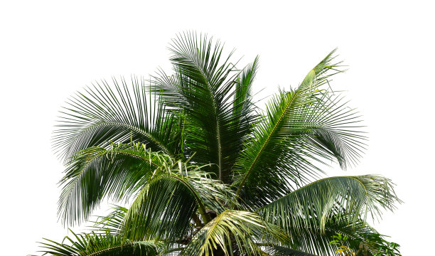 在白色背景上孤立的椰子树图片下载