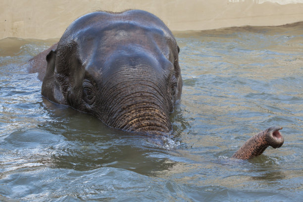 正在洗澡的亚洲象。图片下载