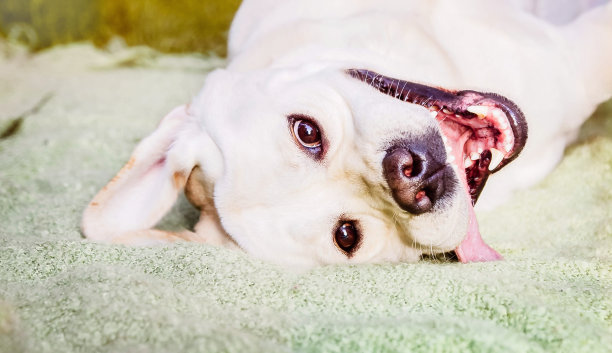 拉布拉多犬微笑的脸特写图片下载