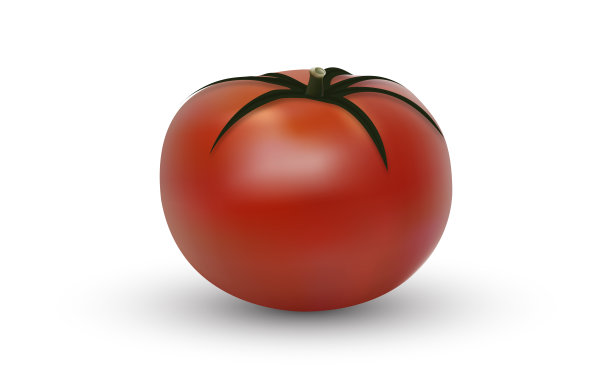 白色背景上分离的大熟红鲜番茄矢量图图片下载