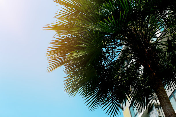 大大的绿色手掌，蔚蓝的天空和阳光图片下载