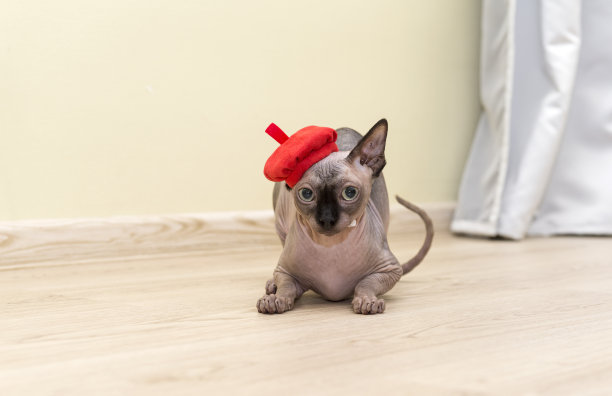 这只名叫斯芬克斯的加拿大猫戴着一顶红色贝雷帽坐在地板上，脸上带着不满的表情图片下载