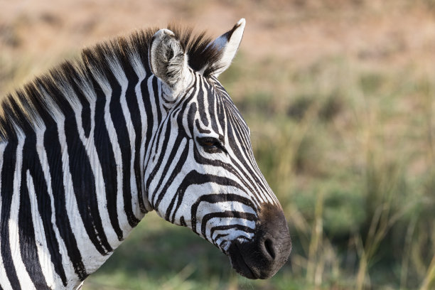 非洲的斑马，特写，头部素材图片
