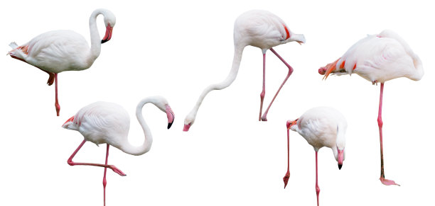 火烈鸟单腿站立图片下载