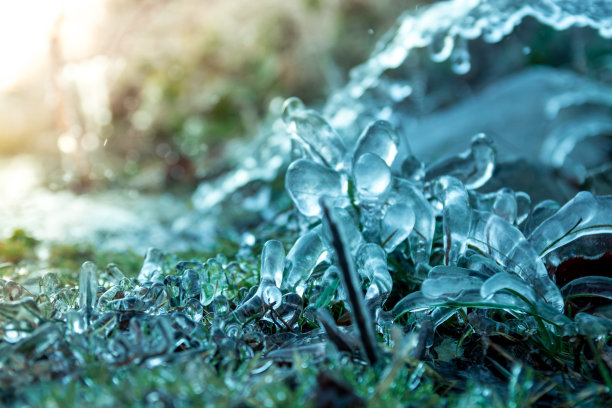 在寒冷的晨光中，草和树叶上覆盖着霜。素材图片