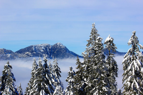 柏树山上有滑雪道图片下载