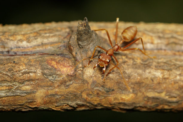 树上的红蚂蚁。昆虫。动物图片下载