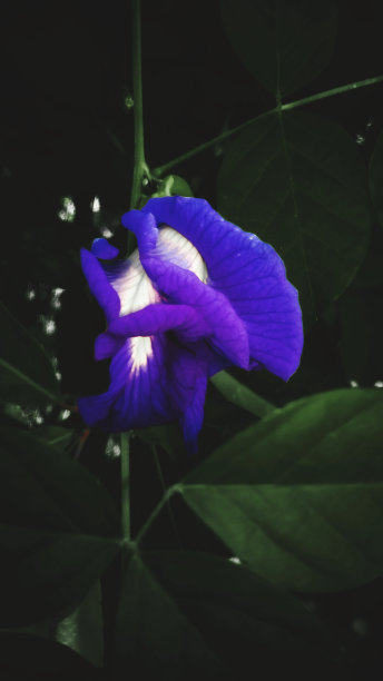 美丽的紫花图片下载